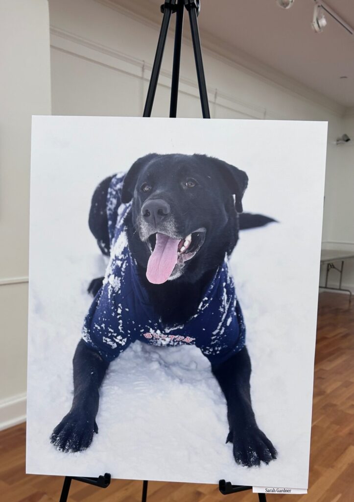 black Labrador dog lays in the snow in a Boston Red Sox hoodie and smiles at the camera